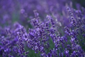 hd wallpaper, lavender, flower-4765498.jpg