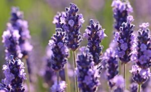 lavender, flower, purple-2426376.jpg